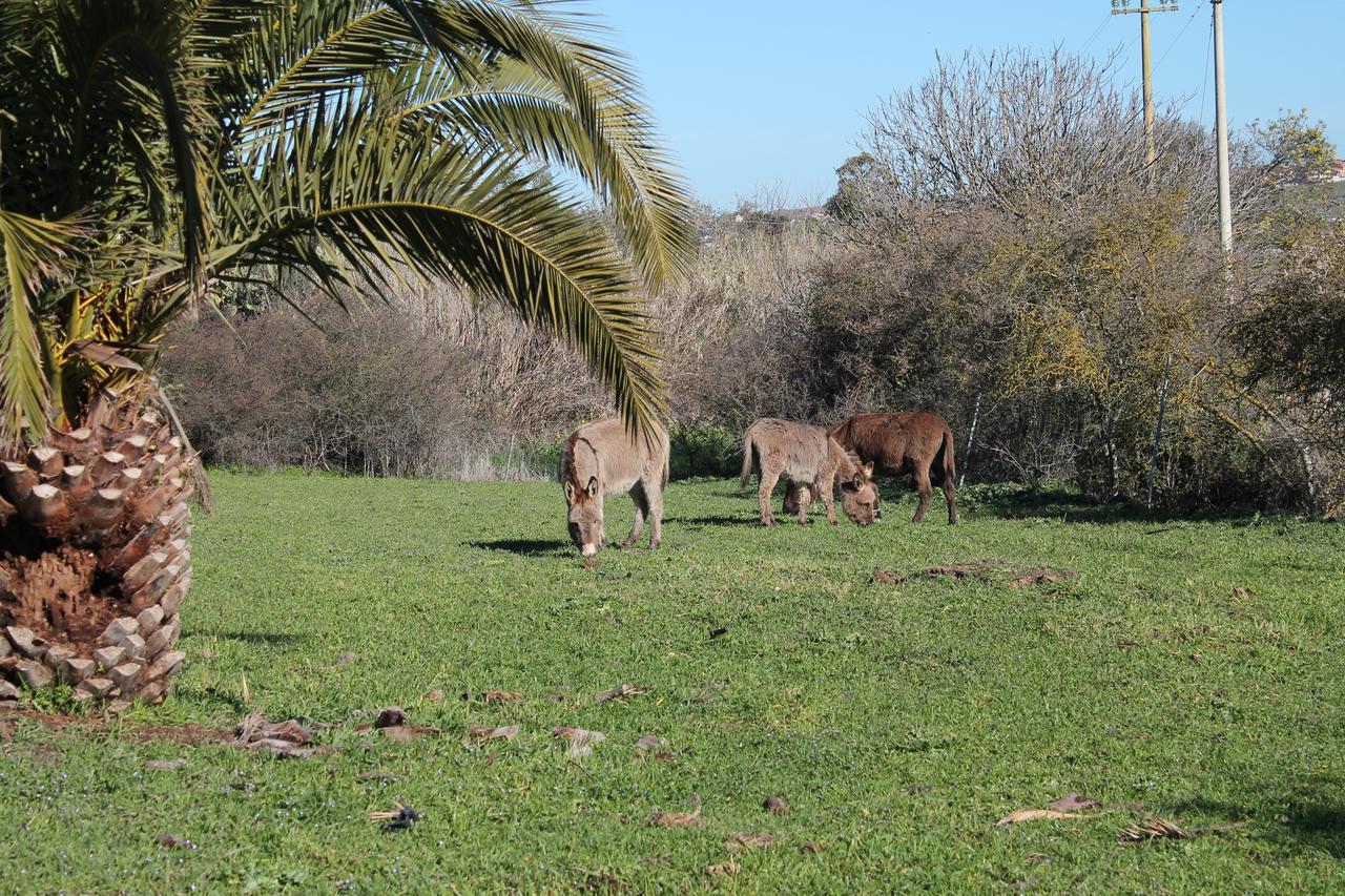 Agriturismo Su Recreu Ittiri Bagian luar foto